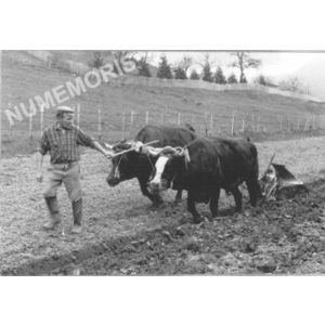 Chirens : Joseph Clavel avec son attelage &agrave; l'Arsenal