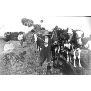 Bilieu : les foins avant 1914