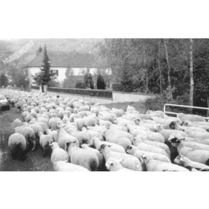 transhumance &agrave; la Rosseti&egrave;re &agrave; Saint Aupre en 1975