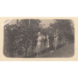 Voissant : les vendanges