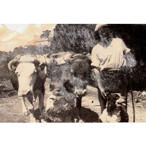 Voissant : attelage de boeufs