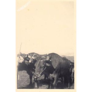 Tolvon (Saint Etienne de Crossey) : attelage vers 1950