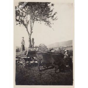 Tolvon (Saint Etienne de Crossey) : les foins vers 1935