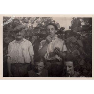 Tolvon (Saint Etienne de Crossey) : vendanges vers 1950