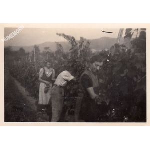 Tolvon (Saint Etienne de Crossey) : vendanges vers 1950