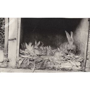 Montferrat : lapins de clapier en 1975