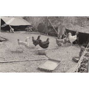 Montferrat : basse-cour en 1975