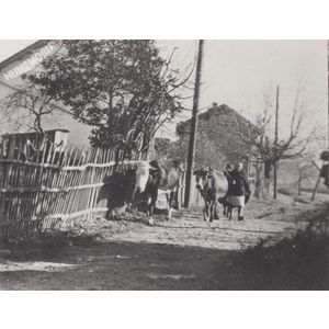 Saint Blaise du Buis : scène agricole en 1956