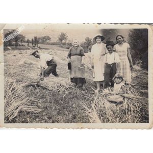 la Buisse : moisson vers 1950