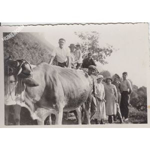 la Buisse : char avec un attelage de boeufs vers 1930