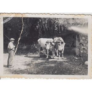 la Buisse : un attelage de boeufs vers 1940