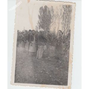 la Buisse : vendanges