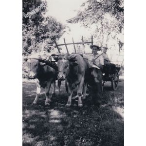 Chirens : char de boeufs &agrave; Bavonne