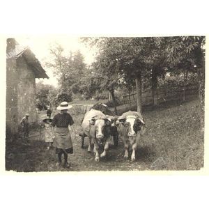 charavines : attelage de boeufs