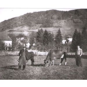 charavines : vaches en champ