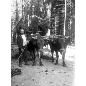 attelage boeufs fermier Cambis