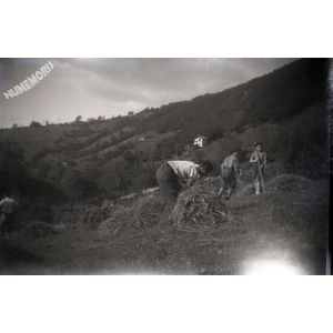 la buisse : les foins