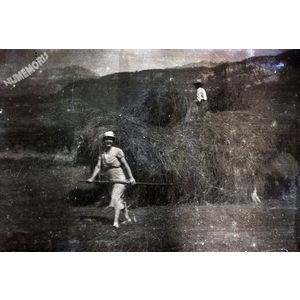 la buisse : les foins