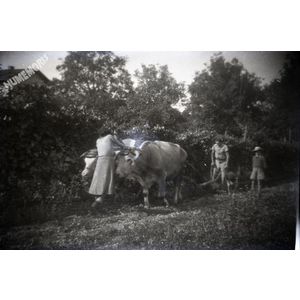 la buisse : les vendanges