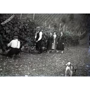 la buisse : les vendanges