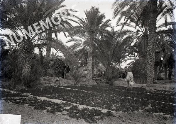 Palmiers en  Afrique du Nord