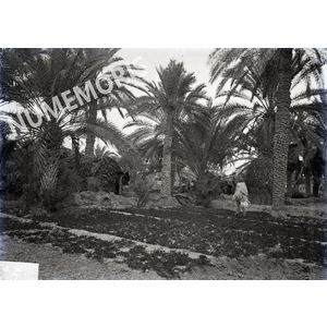 Palmiers en  Afrique du Nord