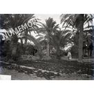 Palmiers en  Afrique du Nord