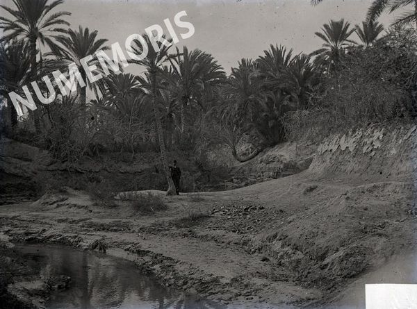 Palmiers2 en  Afrique du Nord