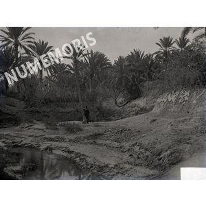 Palmiers2 en  Afrique du Nord