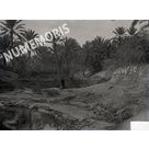 Palmiers2 en  Afrique du Nord