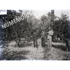 Personnages dans un champs de palmiers en  Afrique du Nord