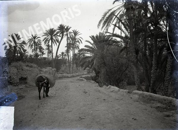 route entour&eacute;e de palmiers en  Afrique du Nord