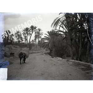 route entour&eacute;e de palmiers en  Afrique du Nord