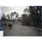 route entour&eacute;e de palmiers en  Afrique du Nord