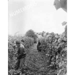 pp voissant vendanges 01 CHV