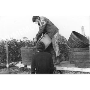 pp voissant vendanges 02 CHV