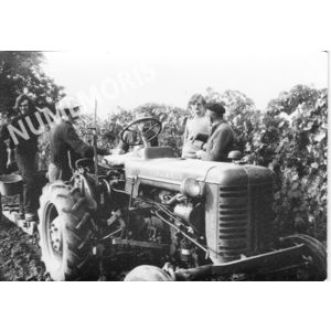 pp voissant vendanges 03 CHV