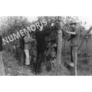 pp voissant vendanges 07 CHV