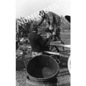 pp voissant vendanges 08 CHV