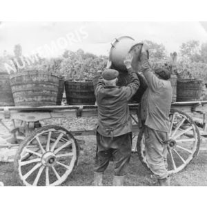 pp voissant vendanges 09 CHV