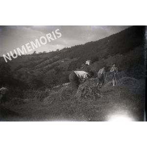 NEG buisse foins 2 BSB