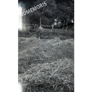 NEG buisse foins 7 BSB