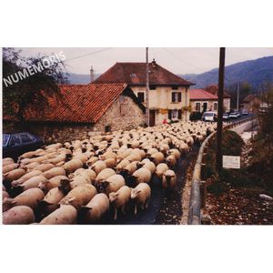 PP transhumance automne 1989 MJLR