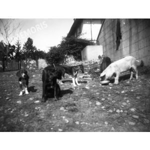 PV montferrat chateau cochons chiens av1914 VAM