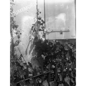 PV maison volet fleurs 1900env VM